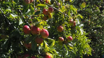 Ein Garten an der Unterkunft Allis Kajüte