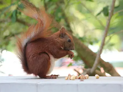 Tiere im Hotel oder in der Nähe