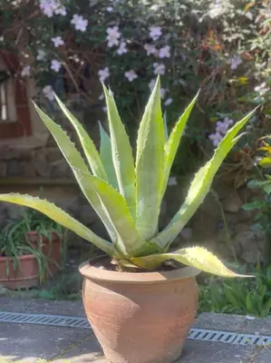 Ein Garten an der Unterkunft Landhaus Anke