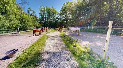 Tiere in der Pension oder in der Nähe
