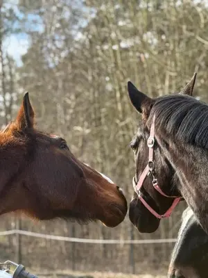 Tiere in der Zelt-Lodge oder in der Nähe