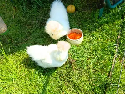 Tiere im Ferienhaus oder in der Nähe