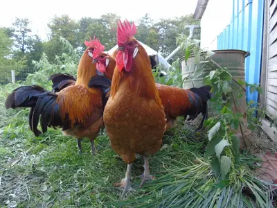 Tiere im Ferienhaus oder in der Nähe