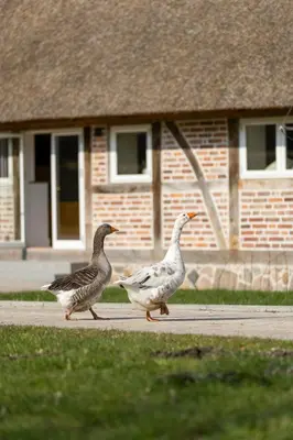 Tiere im Ferienhaus oder in der Nähe