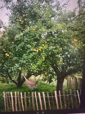 Ein Garten an der Unterkunft Kapitänshaus