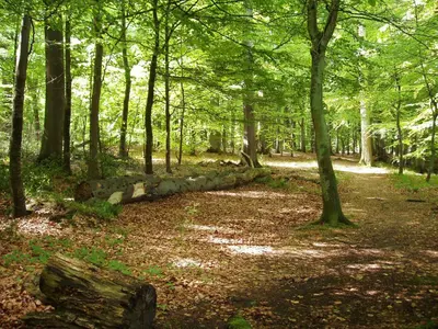 Naturlandschaft in der Nähe der Ferienwohnung