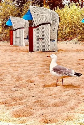 Tiere in der Ferienwohnung oder in der Nähe