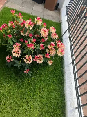 Ein Garten an der Unterkunft meierstrasse