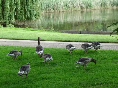 Tiere in der Ferienwohnung oder in der Nähe
