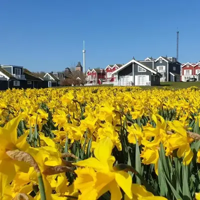 Iris Strandhus