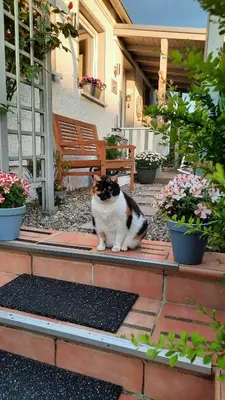 Haustiere von Gästen der Unterkunft Cosy Home